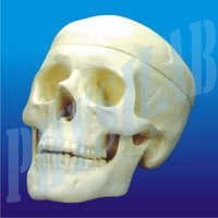 Human Skull Model - 2 Parts