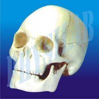 Human Skull Model- 3 Parts