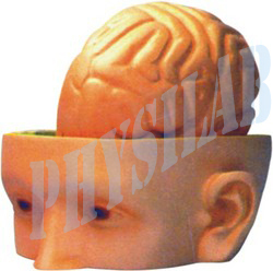 Human Head & Brain Model By H. L. SCIENTIFIC INDUSTRIES