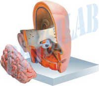 Human Head With Brain Moodel - 3 Parts