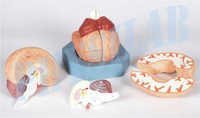 Human Brain Model- 2 Parts