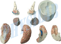 Human Brain With Arteries Model -8 Parts
