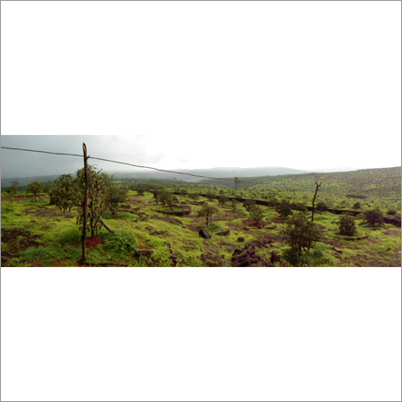 Mango Tree Plantations