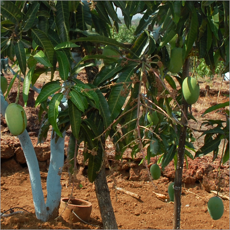 Fruiting Tree Plantation