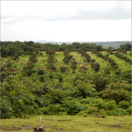 Fruits Tree Plantation Service