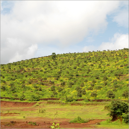 Green Mango Tree Plantations