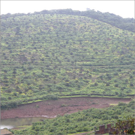 Mango Tree Plantation