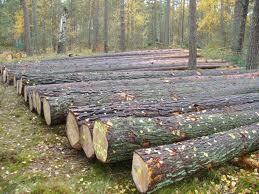 Russian Red Pine Logs - Untreated Variable Diameter, Length | Less Knotty, Fine Grain, Dense Durable Wood