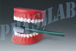 Dental Care Model