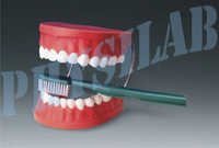 Dental Care Model - Pvc, Enlarged Size For Demonstration With Fiber Mould | White Color, Fine Quality, 50-500 Grams Weight, Big Size Brush