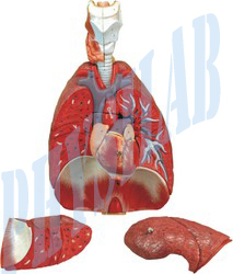 Heart &lungs Model - 4 Parts