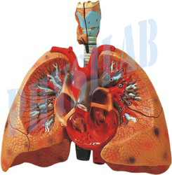 Heart With Lungs And Larynx Model