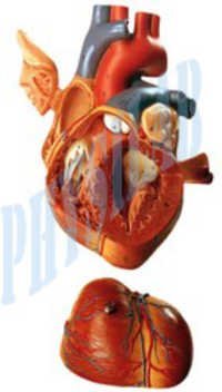 Human Heart Model 2 Parts