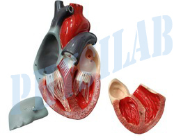 Human Heart Model 3 Parts