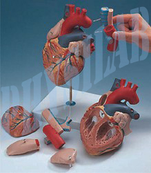 Human Heart Model 7 Parts