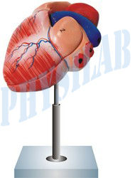 Human Heart Model