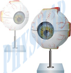 Human Eye 5 Times Enlarged Model