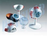 Human Eye Model 5 Times