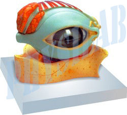 Pvc Human Eye With Lid Model