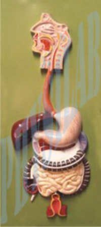 Fiber Glass Human Digestive System Model