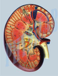 Black And Red Human Kidney Section Model - 3 Times