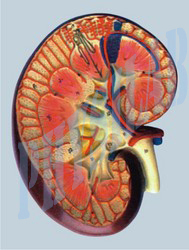 Human Kidney Section Model - 3 Times