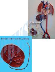 Fetal Circulation Model