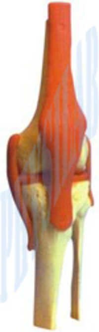 Human Knee Joint Model - Pvc, 12.5-32 Cm Height, Orange And White | Fully Flexible With Anatomical Detail And Functional Mechanics