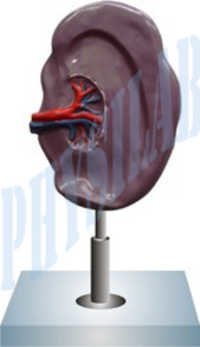 Human Spleen Model