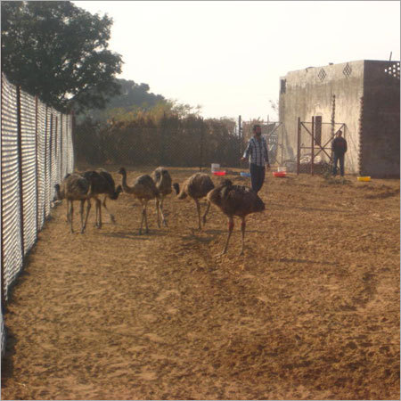 EMU BIRDS