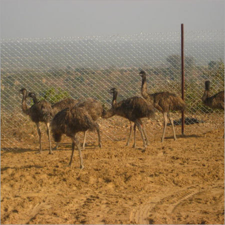 emu farms in punjab