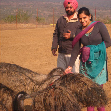 Emu