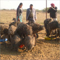 Emu Bird Farming