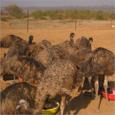 Poultry Emu Bird Farming