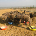 Emu Leather - Adult Emu Birds 60-100kg, 1.5-2m Height | Disease-free, High Quality, Well-cared With Mineral-rich Diet In Clean Habitat