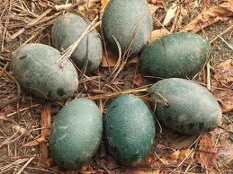 EMU EGGS