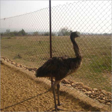 EMU FARMING IN PUNJAB