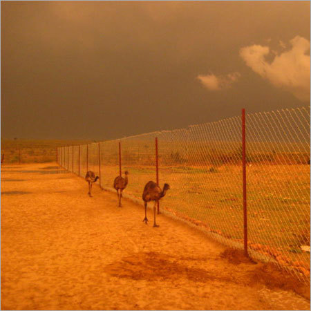EMU OIL