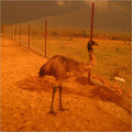 Emu Farming Consultancy - Adult Breed Emu, Disease Resistant, Healthy Birds, Dedicated Farm, Professional Staff