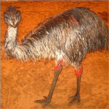 EMU Farming