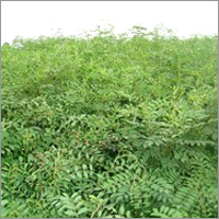 Indigo Field