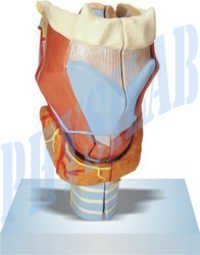 Larynx Full Size Model -2 Parts