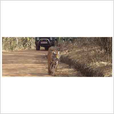 Luxury Jungle Safari Trips