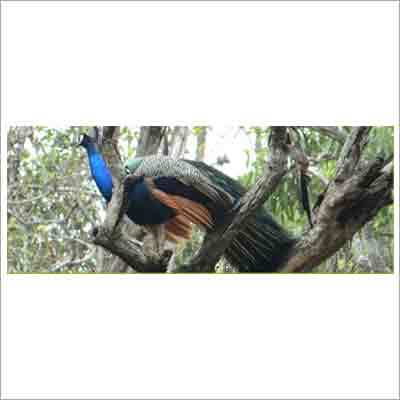 Wild Life Safari Tour