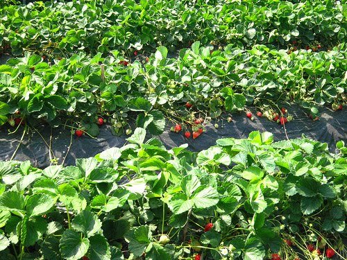 Everbearing Strawberry Plant