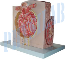 Micro Anatomy Kidney Model