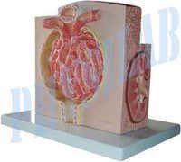 Micro Anatomy Kidney Model - Fibre Glass, 23.5x25.5x19 Cm, Cream And Red | Educational Biological Model, Detailed Fine-tissue Structure, Six Model Zones