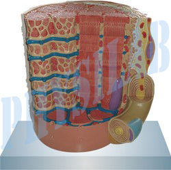 Multi Color Micro Anatomy Muscle Fiber Model