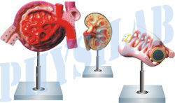 Nephron Kidney Globule Model