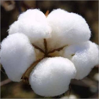 White Raw Cotton Bales